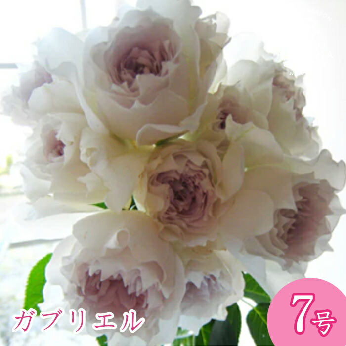 バラ苗　ガブリエル　正規品 gaburieru01.jpg