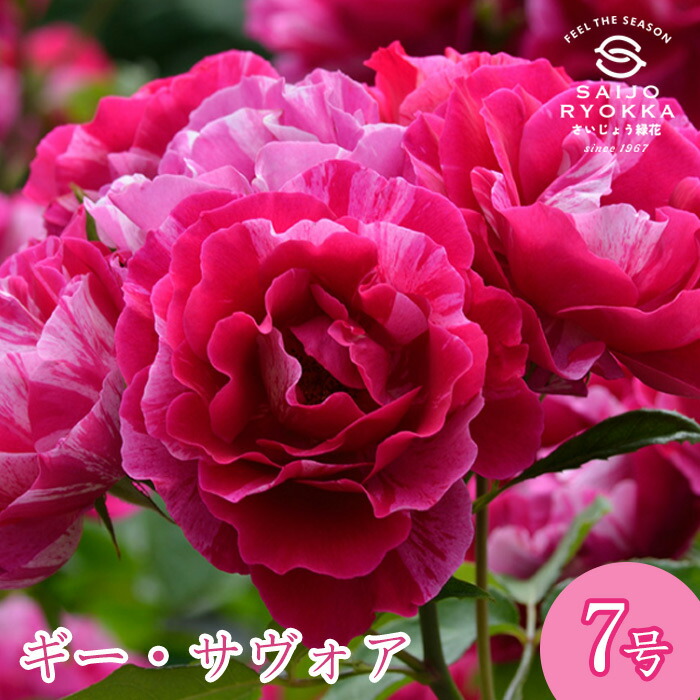予約バラ苗 デルバール マハネ 大苗 7号鉢 薔薇苗 ばら苗