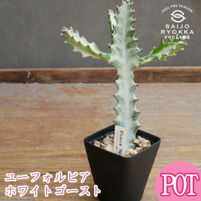楽天市場】多肉植物：ユーフォルビア ホワイトゴースト*S 幅