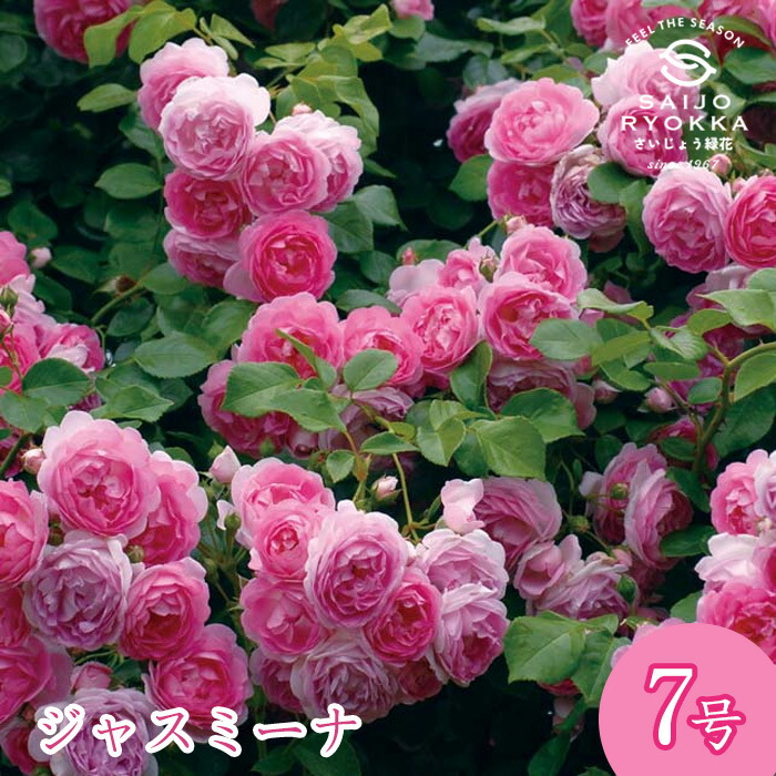 予約バラ苗 京成バラ園 コルデス ジャスミーナ 大苗 7号鉢 ピンク系 ＣＬ【送料無料 北海道沖縄発送不可】