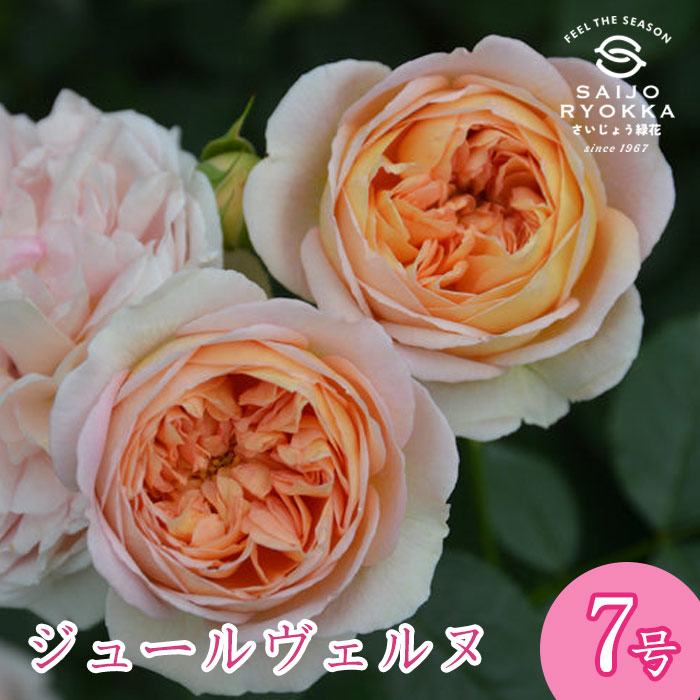 楽天市場】バラ 苗 ロサオリエンティス 【ジュール ヴェルヌ (FL) 中輪