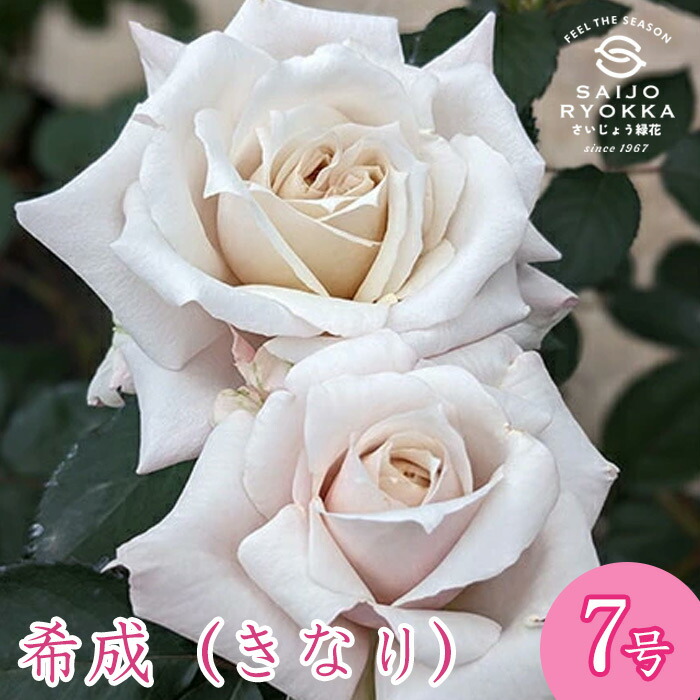 楽天市場】予約販売 バラ 苗 バラ 新苗 京成バラ園芸 希成（きなり