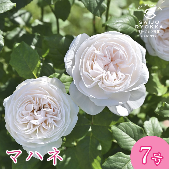 楽天市場】バラ苗 デルバール マハネ 大苗 7号鉢 薔薇苗 ばら苗 バラ