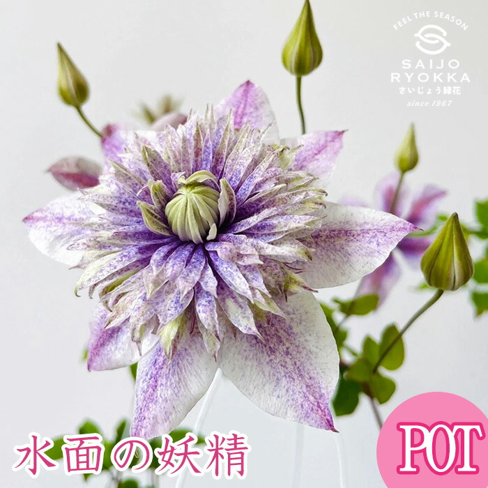 楽天市場】【クレマチス 苗】パテンス系 ジョセフィーヌ 2年生