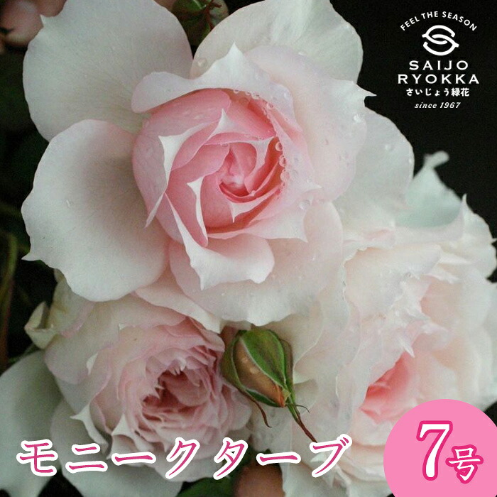 和バラ超大開花苗 楽天市場】予約バラ苗 京成バラ園 京成 薫乃（かおるの） 大苗 7号鉢