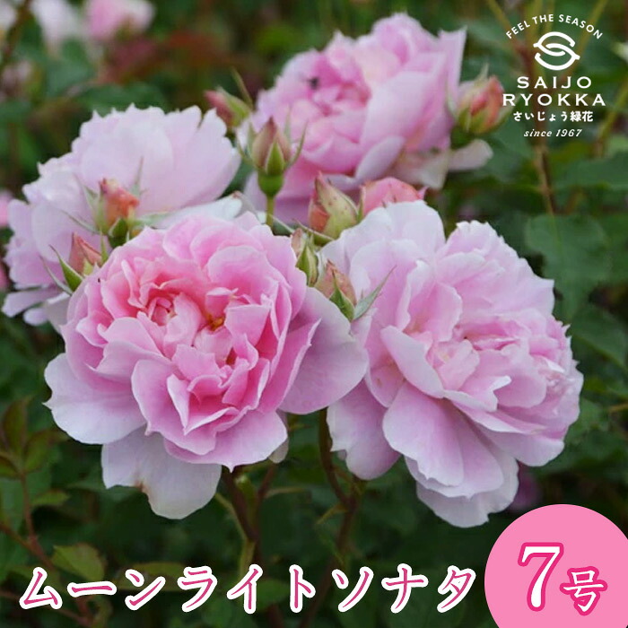 楽天市場】予約販売 バラ苗 バラ大苗 ロサ オリエンティス ムーン