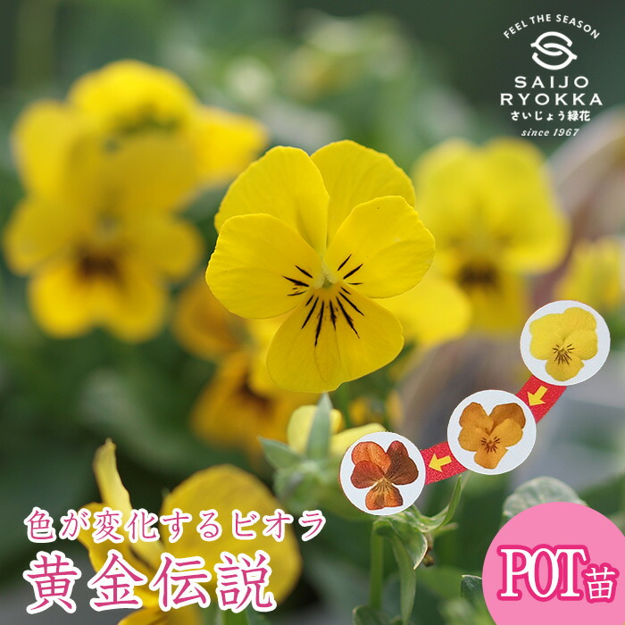 びおら様ご依頼品 計9苗 びおら様ご依頼品 計9苗