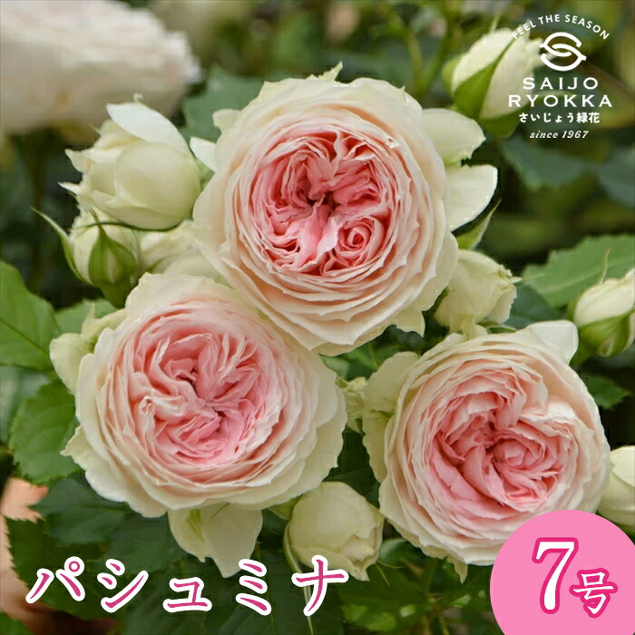 楽天市場】予約バラ苗 河本バラ園 コフレ 大苗 7号鉢 紫系 ローズ