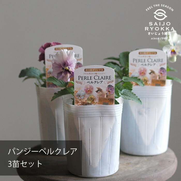 楽天市場】花苗 変わり咲きパンジー「ファンジー」おまかせ3・6ポット