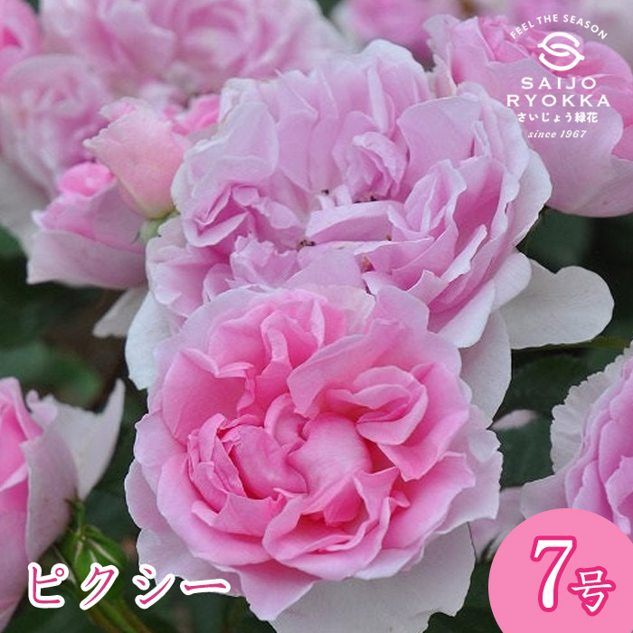 楽天市場】予約販売 バラ苗 バラ大苗 ロサ オリエンティス ピクシー