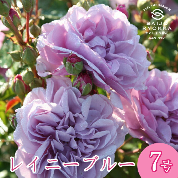 レイニーブルー接木大苗　8号鉢付き　バラ苗 バラ レイニーブルー S シュラブ （半つるバラ） 苗 販売 苗木部