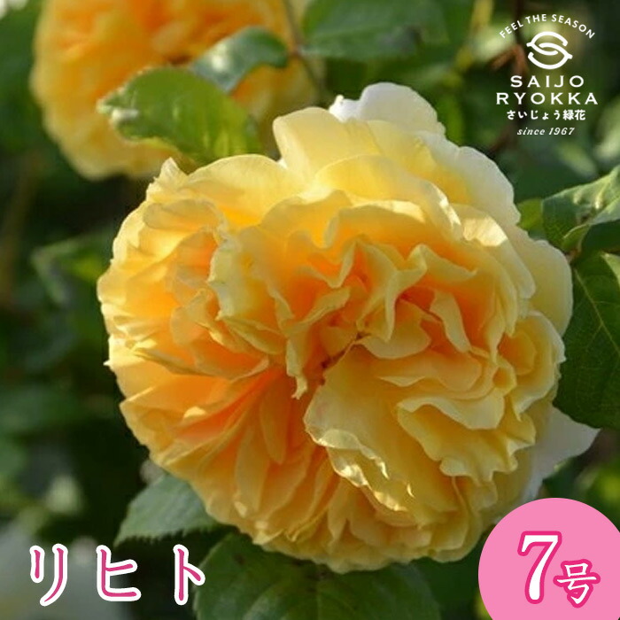 楽天市場】予約販売 バラ苗 バラ大苗 ロサ オリエンティス リヒト 品種