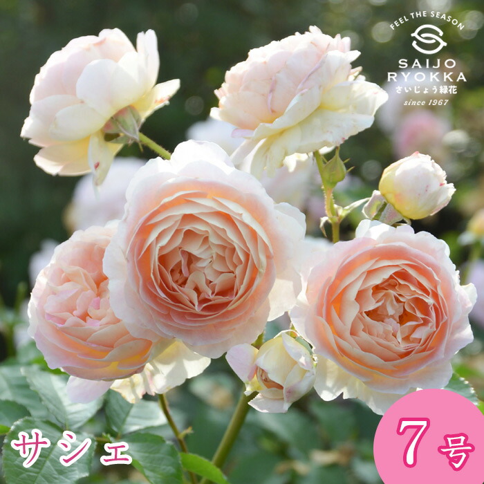 エリザベート　6号鉢　ロサオリエンティス　バラ 楽天市場】送料無料【エクリュ 6号鉢大苗予約】鉢植え バラ 薔薇