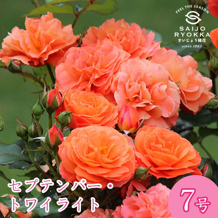 楽天市場】ローズヒップ センセーショナルファンタジー 5号鉢 送料無料