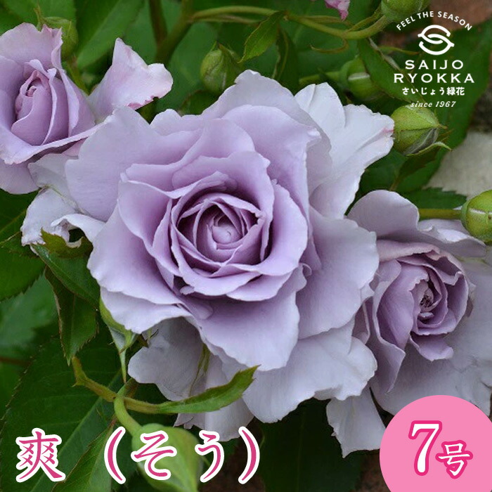 薔薇苗 楽天市場】予約バラ苗 ロサオリエンティス シュリンクス 大苗 7号鉢 紫
