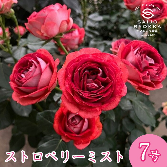 バラ苗　バラ大苗　ストロベリーマカロン　レア品種 ストロベリーマカロン バラ苗 大苗 ばら 和バラ