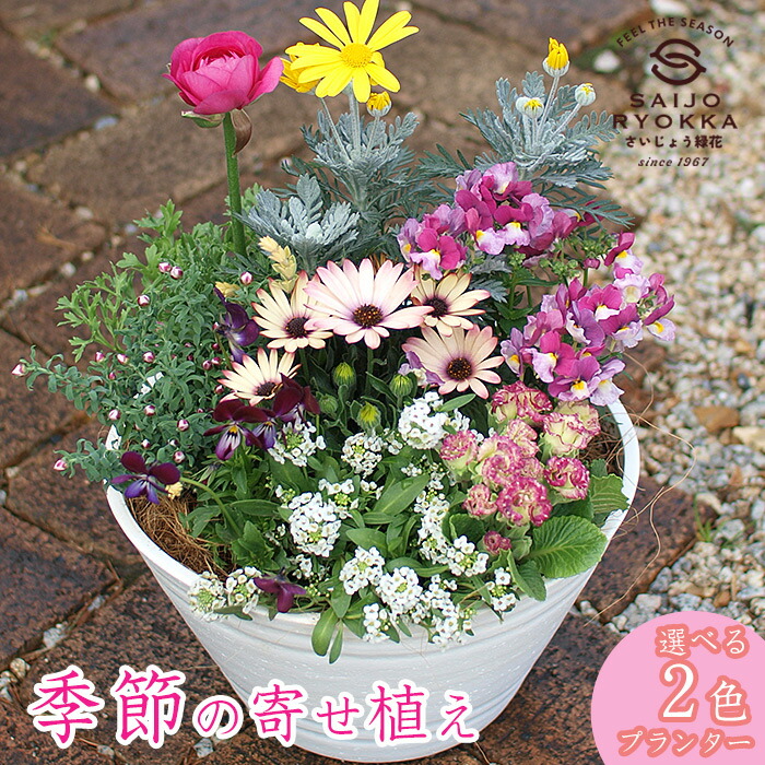 楽天市場】季節の寄せ植え 夏 タル型鉢 黒 ギフトにも最適な季節