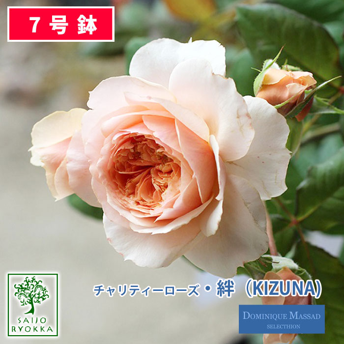 留保薔薇苗 ドミニック マサド チャリテイローズ 鎖kizuna 大苗 7号数どんぶり鉢 アンズルーツ バラ苗 ばら苗 鉢植え 予約物品 バラ以外とは同梱不可 貨物輸送無料 敬老の期日調和不可 Upntabasco Edu Mx