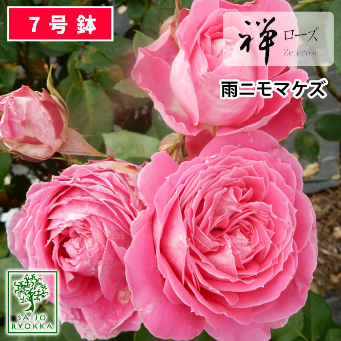 予約バラ苗 禅ローズ 雨ニモマケズ リバーシブルピンク New 大苗 7号鉢 ピンク系 Fl 薔薇苗 ばら苗 鉢植え 予約商品 バラ以外とは同梱不可 送料無料 敬老の日対応不可 Cdm Co Mz