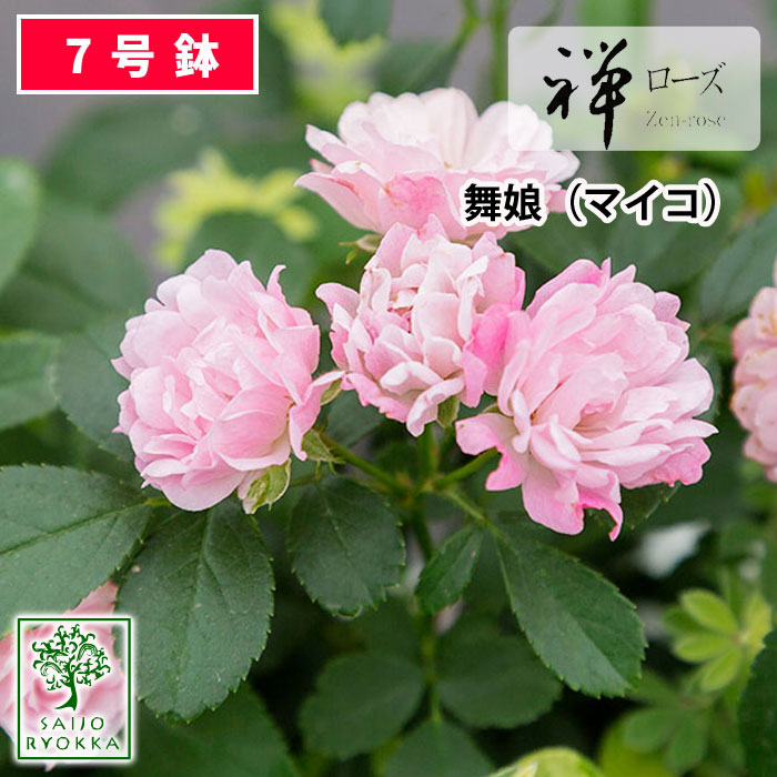 予約バラ苗 禅ローズ 舞娘 マイコ 大苗 7号鉢 ピンク系 Pot 薔薇苗 ばら苗 鉢植え 予約商品 バラ以外とは同梱不可 送料無料 敬老の日対応不可 Cdm Co Mz