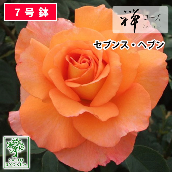 予約バラ苗 禅ローズ セブンス ヘブン 大苗 7号鉢 アプリコット系 Ht 薔薇苗 ばら苗 鉢植え 予約商品 バラ以外とは同梱不可 送料無料 敬老の日対応不可 Cdm Co Mz