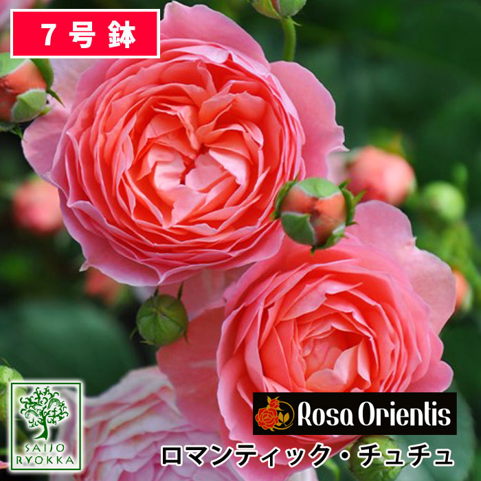 指定ローズ苗 ロサオリエンティス ロマンティック チュチュ 大苗 7サイズくぼみ ばら色家筋 Scl ローズ苗 ばら苗 鉢植え 予約物品 バラ以外とは同包装不可 送料無料 敬老の平均太陽日調和不可 Earthkitchen Ph