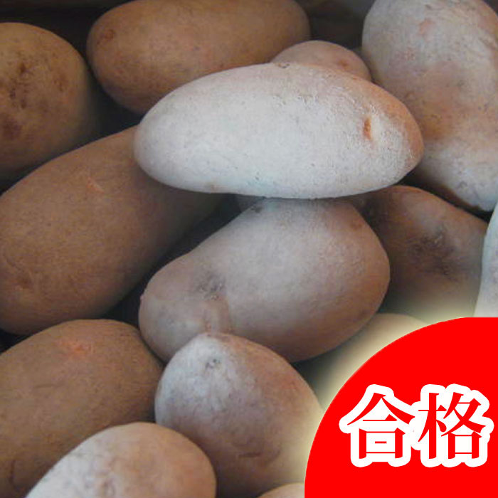 楽天市場】じゃがいも 種イモ「デジマ 10kg」(長崎県産)＼マツコの知ら