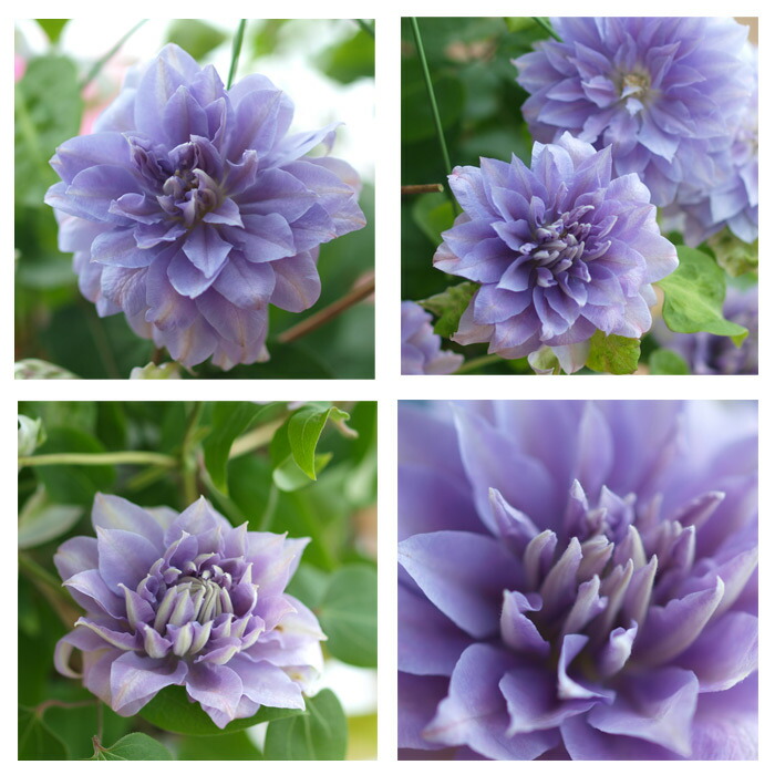 楽天市場 クレマチス パテンス デニーズダブル 八重系 2年生苗 園芸専門店 さいじょう緑花