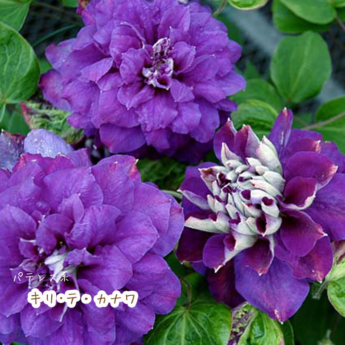 楽天市場 クレマチス 苗 パテンス系 キリテカナワ 青系 八重系 2年生苗 敬老の日ギフト対応不可 園芸専門店 さいじょう緑花