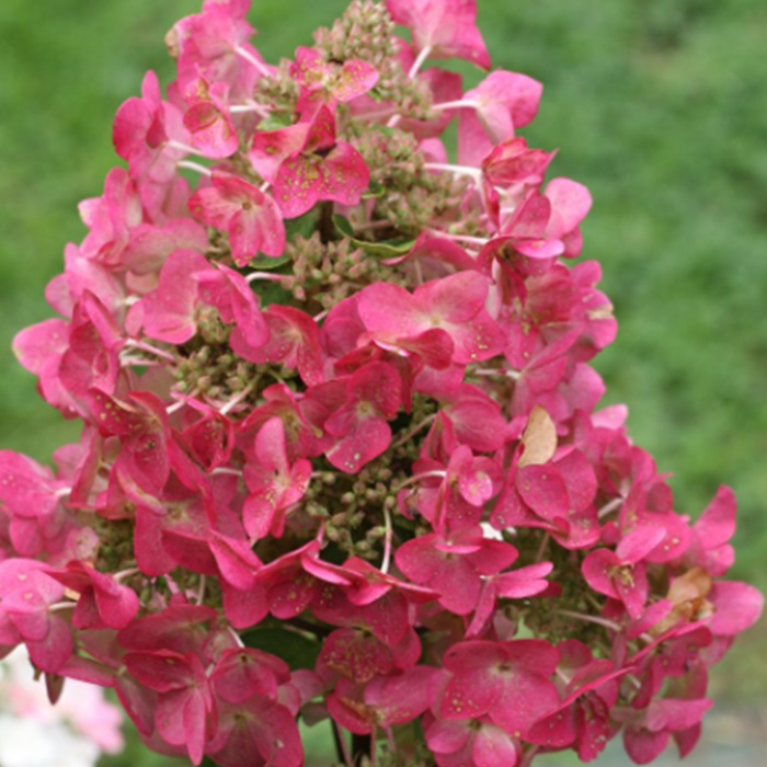 楽天市場 アジサイ 苗 ノリウツギ イルボミンディ メガミンティ 15センチポット 落葉樹 矮性 早咲 園芸専門店 さいじょう緑花