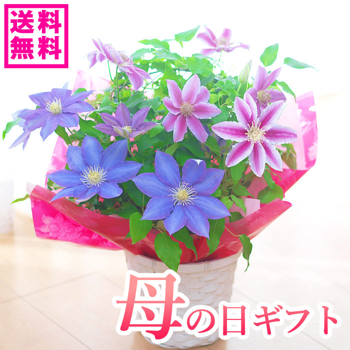 楽天市場 急げ 限定クーポンあり 母の日ギフト クレマチス デニーズダブル 鉢花 ギフト 送料無料 北海道沖縄東北 発送不可 プレゼント カーネーションより人気の鉢植え 園芸専門店 さいじょう緑花 楽天市場 急げ 限定クーポンあり 母の日ギフト クレマチス デニーズダブル 鉢花 ギフト 送料無料 北海道沖縄東北 発送不可 プレゼント カーネーションより人気の鉢植え 園芸専門店 さいじょう緑花