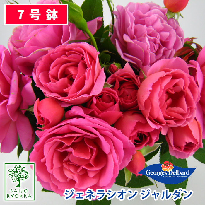 ローズ苗 デル突っ張り ジェネラシオン ジャルダン 大苗 7号数碗 ばら色系統 Scl 薔薇苗 ばら苗 鉢植え お届け凡 クレマチスとは同梱可 貨物輸送無料 Lmwtmd Com