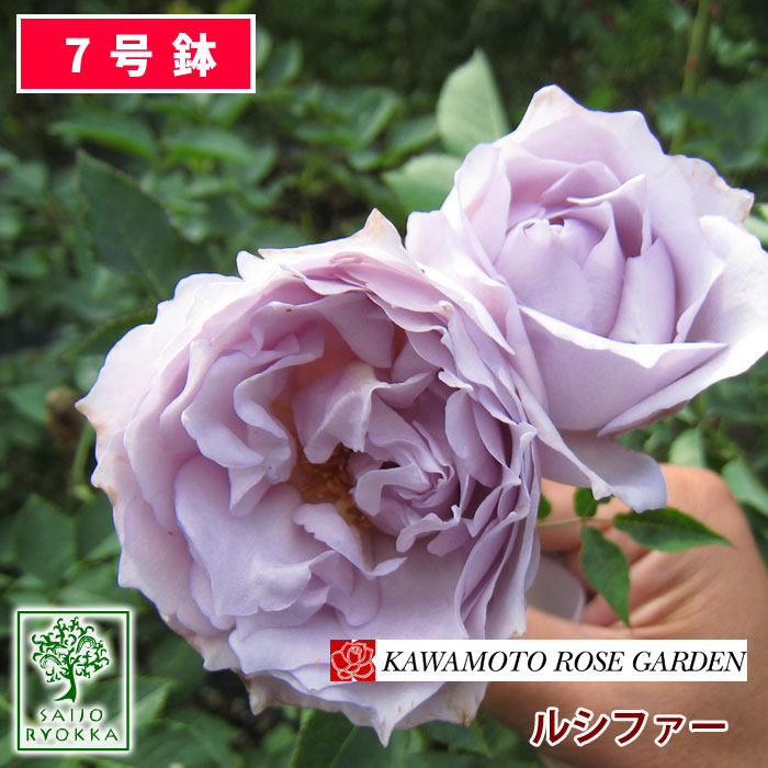 楽天市場 予約苗 バラ苗 クロッシェ 国産大苗河本オリジナル角鉢6号 四季咲き中輪 複色系 河本バラ園 ローズドゥメルスリーシリーズ 22年2月上旬順次配送 バラ専門店 ザ ローズショップ