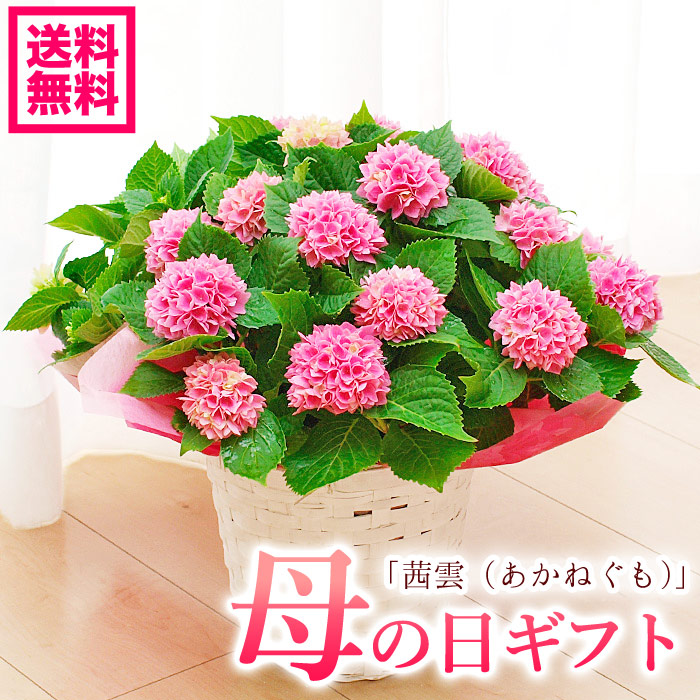 楽天市場 遅れてごめんね 花ギフト 母の日ギフト コンパクトアジサイ 紫陽花 茜雲 あかねぐも 鉢花 5号 送料無料 北海道 沖縄 東北発送不可 プレゼント カーネーションより人気の鉢植え 園芸専門店 さいじょう緑花