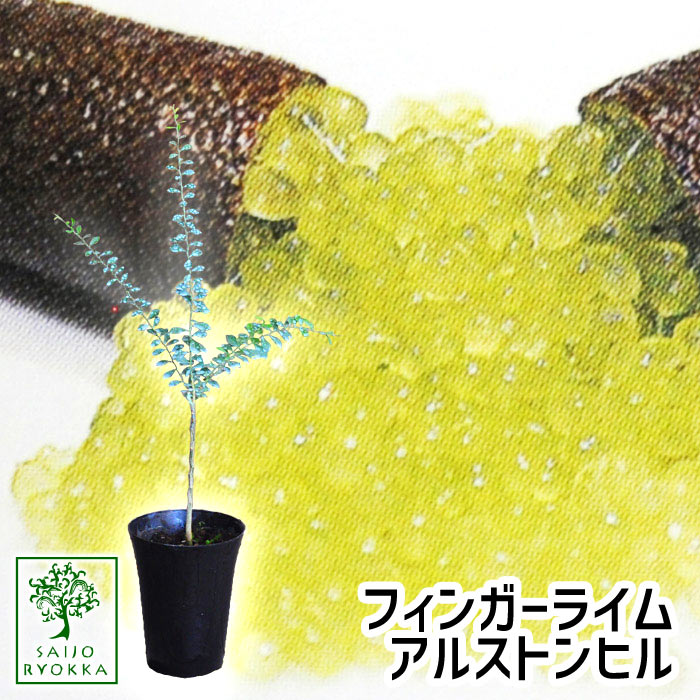 送料無料 ガーデニング 農業 メーカー直送 沖縄発送不可 送料無料 フィンガーライム アルストンヒル アルストンビル 送料無料 ガーデニング 農業 メーカー直送 沖縄発送不可 送料無料 フィンガーライム アルストンヒル アルストンビル
