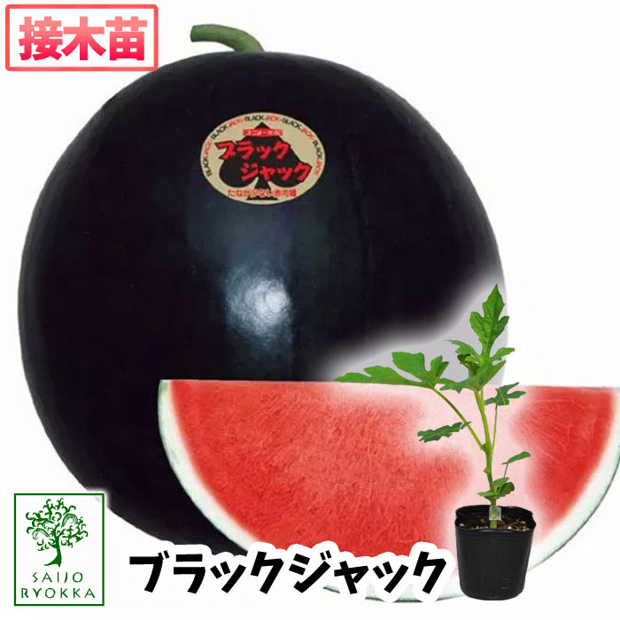 予約野菜苗 スイカ 黒皮 種なし ブラックジャック 接木苗 1pot 22 納期指定不可 プレゼントにもしたい実用的苗 予約受付中 0と5のつく日はエントリーでお得 接木