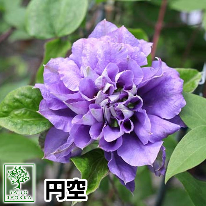 楽天市場 クレマチス 苗 パテンス系 円空 えんくう 紫 八重 2年生苗 年ベストセレクト 園芸専門店 さいじょう緑花