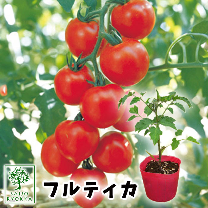 【野菜苗】中玉トマト フルティカ 実生苗 1POT【おすすめ】【人気品種】【苗】【納期指定不可】【登録品種名タキイミディ１９５】【登録番号17213】【20日はエントリーでお得！】【間もなく終了！】：園芸専門店  さいじょう緑花
