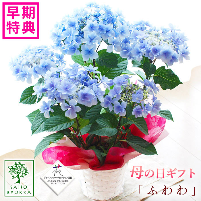 楽天市場 急げ 限定クーポンあり 母の日ギフト アジサイ 母の日ギフト アジサイ 紫陽花 達人のあじさい ふわわ 鉢花ギフト プレゼント 送料無料 北海道 沖縄 東北発送不可 カーネーションより人気の鉢植え 園芸専門店 さいじょう緑花 楽天市場 急げ 限定クーポンあり 母の日ギフト アジサイ 母の日ギフト アジサイ 紫陽花 達人のあじさい ふわわ 鉢花ギフト プレゼント 送料無料 北海道 沖縄 東北発送不可 カーネーションより人気の鉢植え 園芸専門店 さいじょう緑花