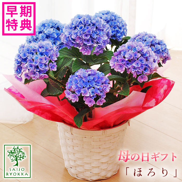 楽天市場 母の日ギフト 紫陽花 ルビー New アジサイ 紫陽花アジサイ 紫陽花 達人のあじさい ルビー 鉢花 送料無料 北海道 沖縄 東北 発送不可 プレゼント カーネーションより人気の鉢植え 急げ 数量限定クーポンあり 園芸専門店 さいじょう緑花 楽天市場 母の日ギフト 紫陽花 ルビー New アジサイ 紫陽花アジサイ 紫陽花 達人のあじさい ルビー 鉢花 送料無料 北海道 沖縄 東北 発送不可 プレゼント カーネーションより人気の鉢植え 急げ 数量限定クーポンあり 園芸専門店 さいじょう緑花