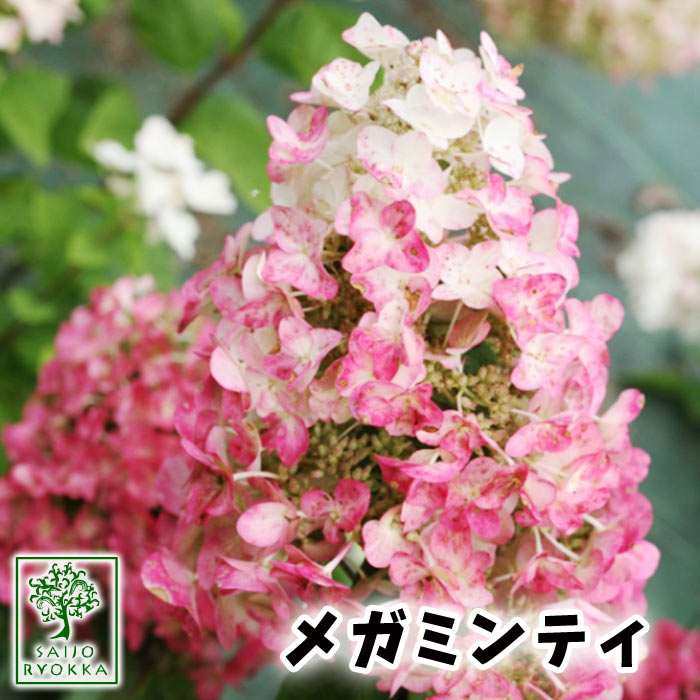 楽天市場 アジサイ 苗 ノリウツギ イルボミンディ メガミンティ 15センチポット 落葉樹 矮性 早咲 園芸専門店 さいじょう緑花