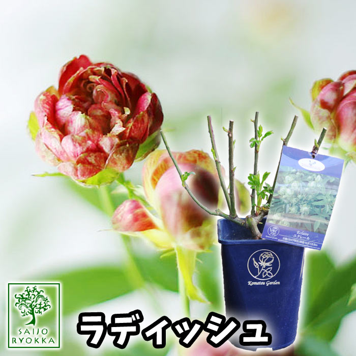 楽天市場 バラ 苗 コマツガーデン ラディッシュ Radish 7号角鉢 薔薇 園芸専門店 さいじょう緑花