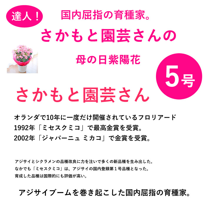 楽天市場 母の日ギフト アジサイ 紫陽花 ケイコ Keiko 選べるピンクとブルー 鉢さかもと園芸 花育種受賞多数 達人の紫陽花 送料無料 北海道 沖縄 東北発送不可 カーネーションより人気の鉢植え 園芸専門店 さいじょう緑花