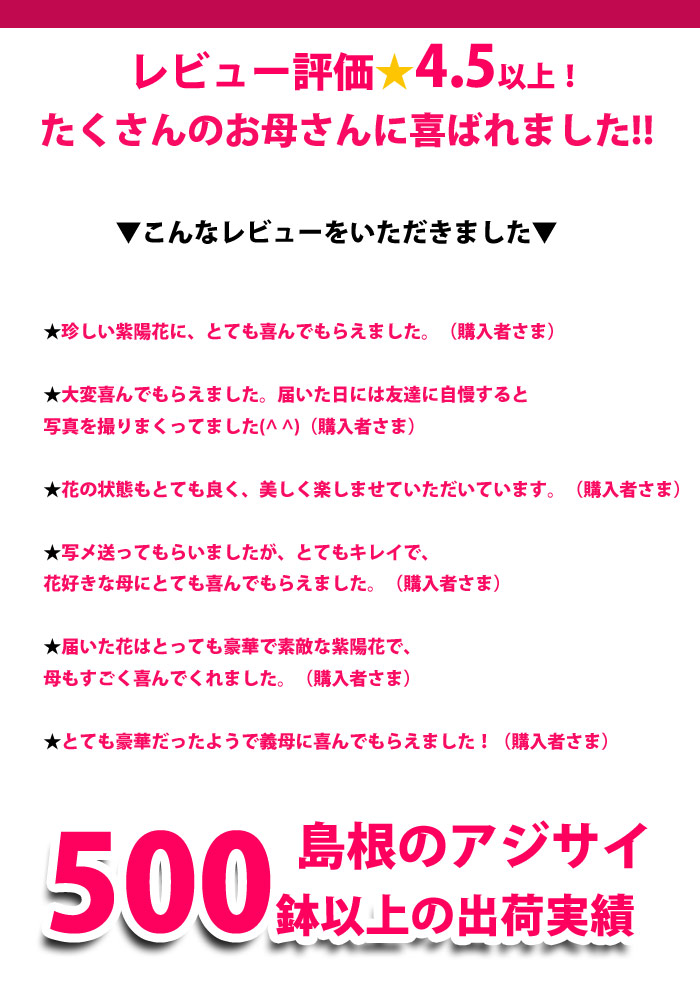 楽天市場 早期予約 専門店の花ギフト 母の日ギフト アジサイ 母の日ギフト アジサイ 紫陽花 銀河 鉢花 送料無料 北海道沖縄東北発送不可 プレゼント カーネーションより人気の鉢植え フラワーオブザイヤー島根県のアジサイ 園芸専門店 さいじょう緑花