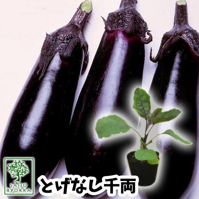 【広島の野菜苗】ナス　茄子　とげなし千両二号　実生苗　1POT【おすすめ】【人気品種】【苗】【納期指定不可】【28日販売終了予定】【発送中】【登録品種名とげなし湖南１号】【登録番号9120】【☆】