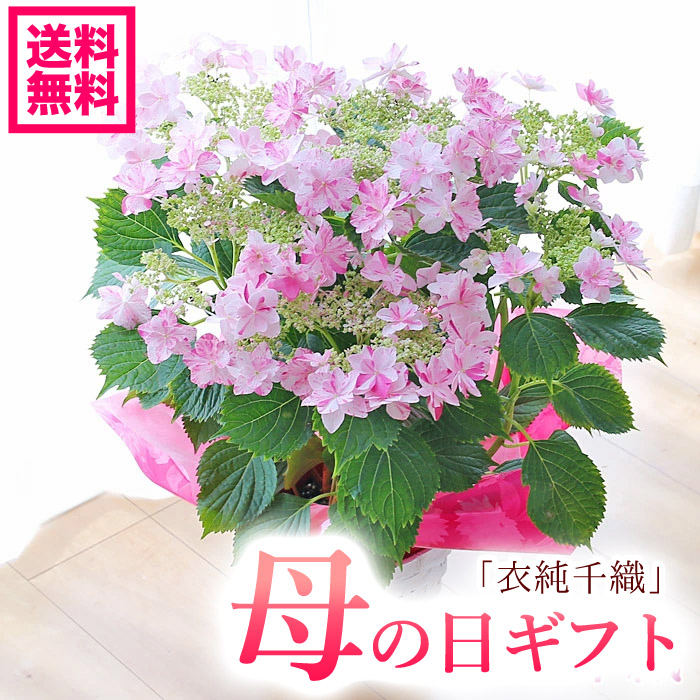 楽天市場 急げ 限定クーポンあり 母の日ギフト アジサイ 衣純千織 いずみちおりピンク 紫陽花 希少アジサイ 絞りの紫陽花 鉢花 プレゼント 送料無料 北海道沖縄東北発送不可 カーネーションより人気の鉢植え 実用的なものより喜ばれる 園芸専門店 さい 楽天市場 急げ 限定クーポンあり 母の日ギフト アジサイ 衣純千織 いずみちおりピンク 紫陽花 希少アジサイ 絞りの紫陽花 鉢花 プレゼント 送料無料 北海道沖縄東北発送不可 カーネーションより人気の鉢植え 実用的なものより喜ばれる 園芸専門店 さい