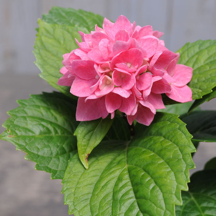 楽天市場 アジサイ 茜雲 鉢花 あじさい 紫陽花 あかねぐも アカネグモ 4号プラ鉢 自分用 花終わり 園芸専門店 さいじょう緑花