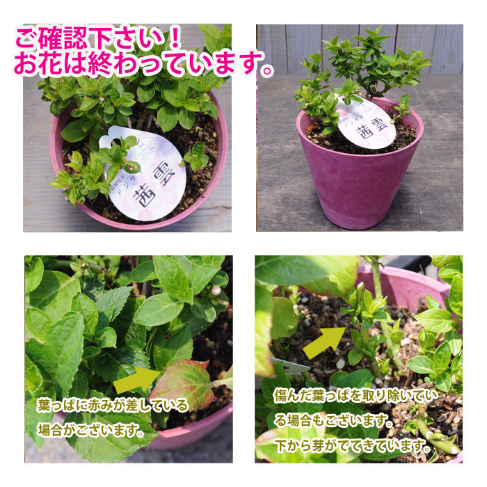 楽天市場 アジサイ 茜雲 鉢花 あじさい 紫陽花 あかねぐも アカネグモ 4号プラ鉢 自分用 花終わり 園芸専門店 さいじょう緑花