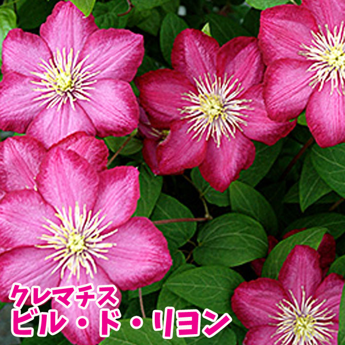 楽天市場 クレマチス 苗 ジャックマニー ビル ド リヨン リオン赤系 園芸専門店 さいじょう緑花 楽天市場 クレマチス 苗 ジャックマニー ビル ド リヨン リオン赤系 園芸専門店 さいじょう緑花