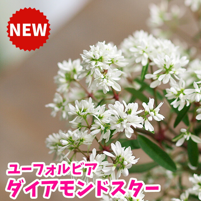 楽天市場 ユーフォルビア ダイアモンドスター 進化したダイアモンドフロスト 八重咲 花壇 寄せ植え 園芸専門店 さいじょう緑花